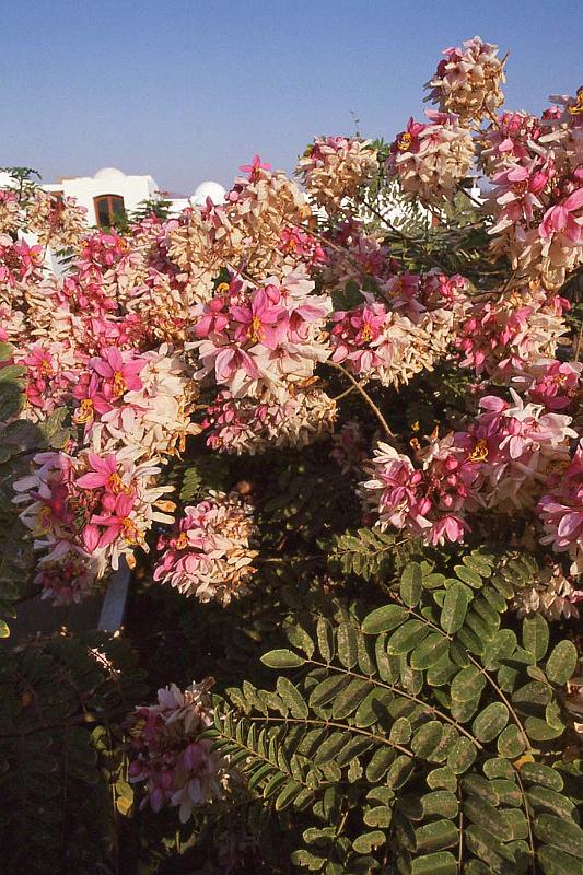 WT 1600 233-15 Egypt.jpg